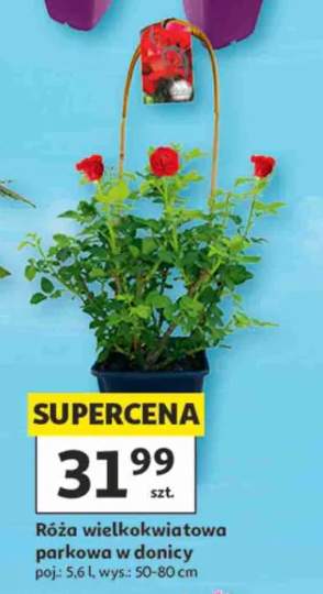 donica