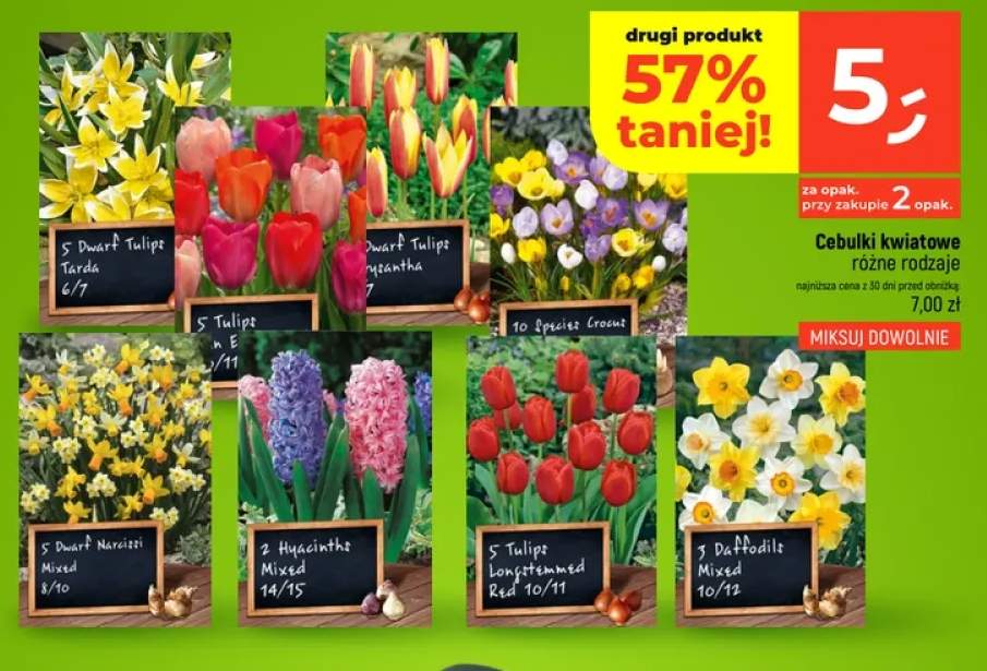 Cebulki kwiatowe Dwarf Tulips Tarda 5-pak